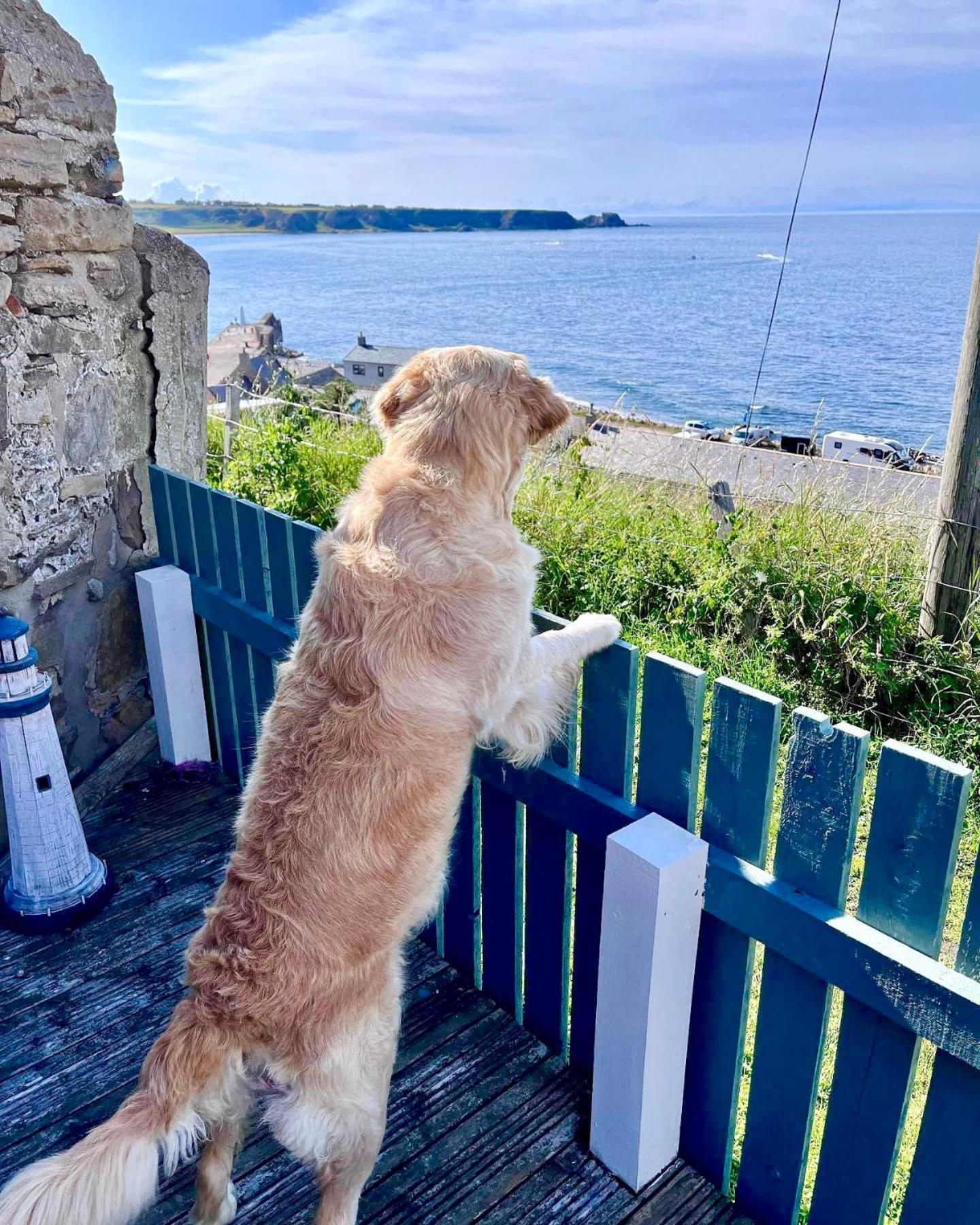 Hill Crest - Cliff Top Cottage With Stunning Views Cullen Bagian luar foto